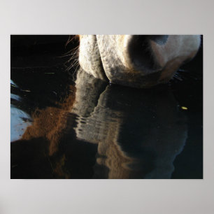 Horse Drinks Reflection Poster