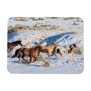 Horse Drive in Winter on Hideout Ranch Magnet