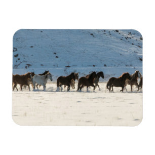 Horse Drive in Winter on Hideout Ranch Magnet