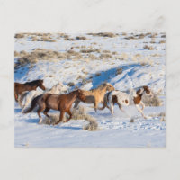 Horse Drive in Winter on Hideout Ranch