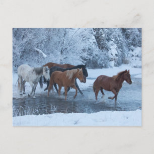 Horse Drive in Winter Postcard