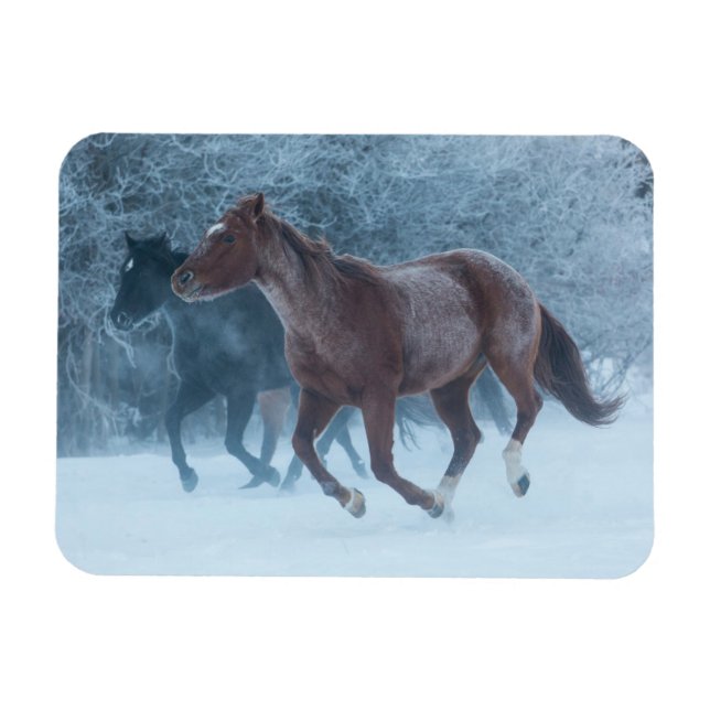 Horse Drive Magnet (Horizontal)