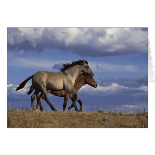 Horse Duo (Front Horizontal)