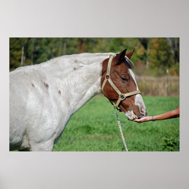 Horse Eating Alfalfa Poster (Front)