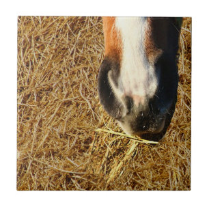 Horse Eating Hay Tile