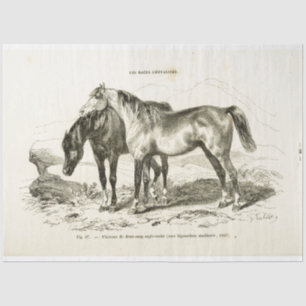 Horse Ephemera Decoupage Vintage French Tissue Pap Paper