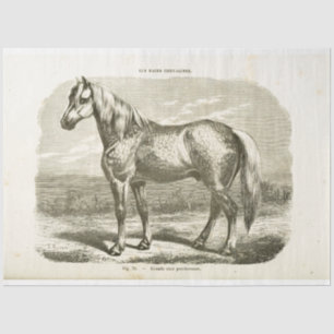 Horse Ephemera Decoupage Vintage French Tissue Paper