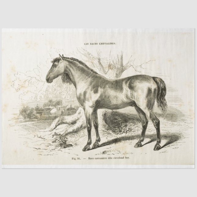 Horse Ephemera Decoupage Vintage French  Tissue Paper (Front)