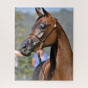 Horse Equestrian Arab Arabian Breed Jigsaw Puzzle