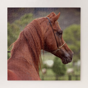 Horse Equestrian Arab Arabian Breed Jigsaw Puzzle