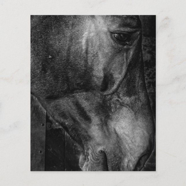 Horse | Equestrian Canvas Flyer (Front)