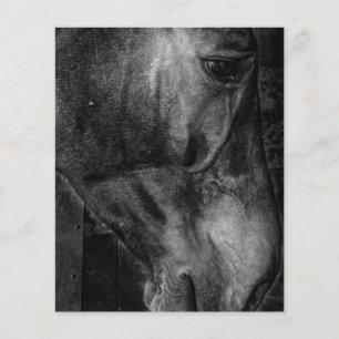 Horse Equestrian Canvas Flyer