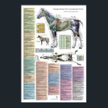 Horse Equine Acupuncture Points Veterinary Poster<br><div class="desc">Transpositional equine acupuncture point location poster. The poster show over 170 most commonly used points in horse acupuncture. Anatomical point locations with treatment indications for each point. The transpositional system is the nomenclature accepted by the International Veterinary Acupuncture Society (IVAS). Clear picture showing the muscles of the horse for easy...</div>