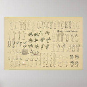 Horse Equine Conformation Chart Legs Gait