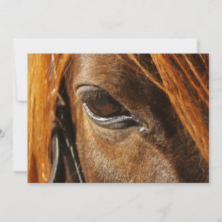 Horse eye