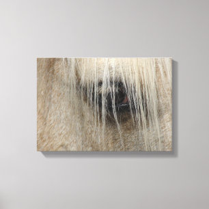Horse Eye Canvas Print