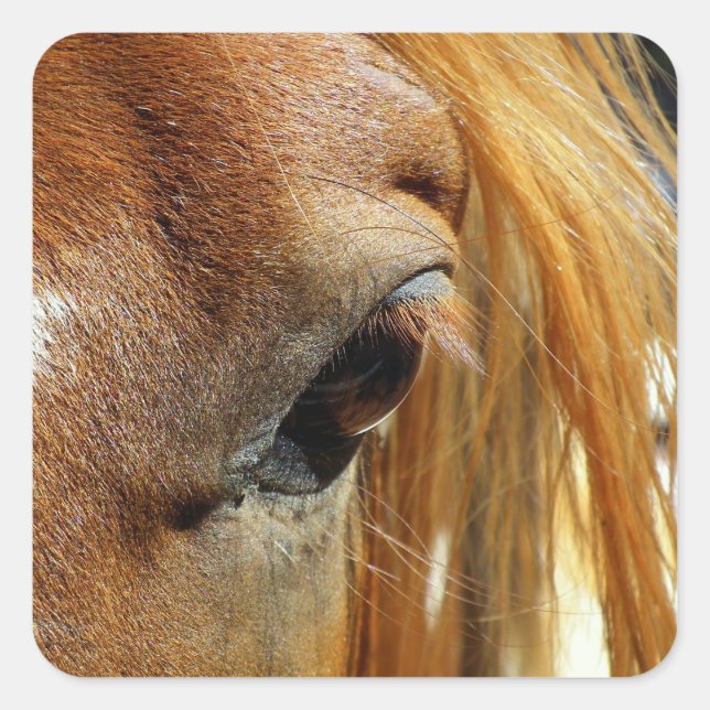 Horse Eye Closeup Square Sticker (Front)