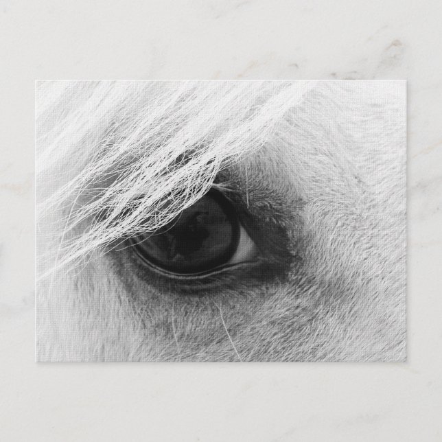 Horse Eye in Black and White Postcard (Front)