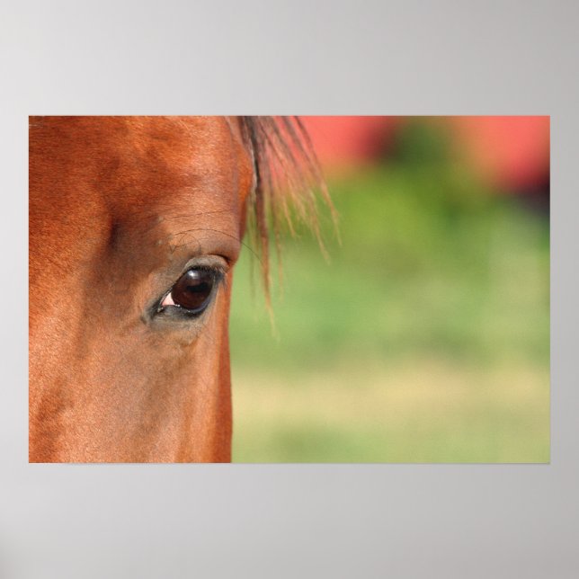 Horse Eye Poster (Front)