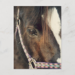 Horse Eye View Postcard