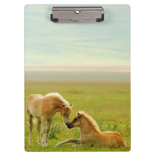 Horse Foals Clipboard (Front)