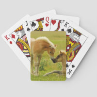 Horse Foals
