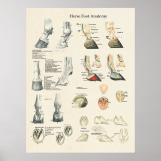 Horse Foot Hoof Leg Anatomy Farrier Chart