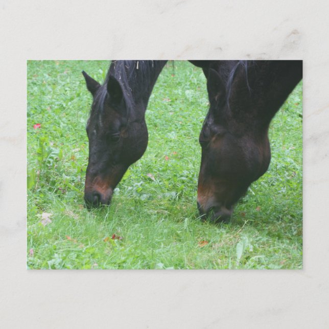Horse Friends Grazing Animal Postcard (Front)