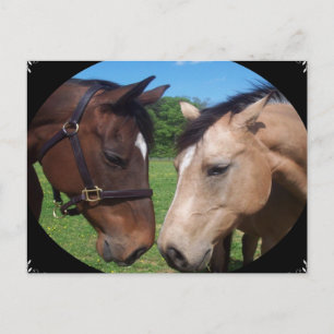 Horse friends postcard