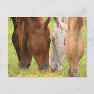 Horse friends postcard