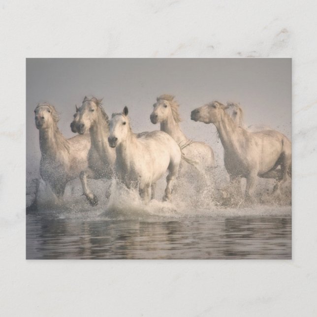 Horse Galloping in the Mediterranean Water Postcard (Front)