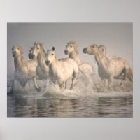 Horse Galloping in the Mediterranean Water