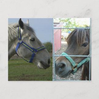 horse galore postcard