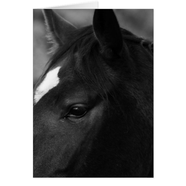 Horse gccn (Front)