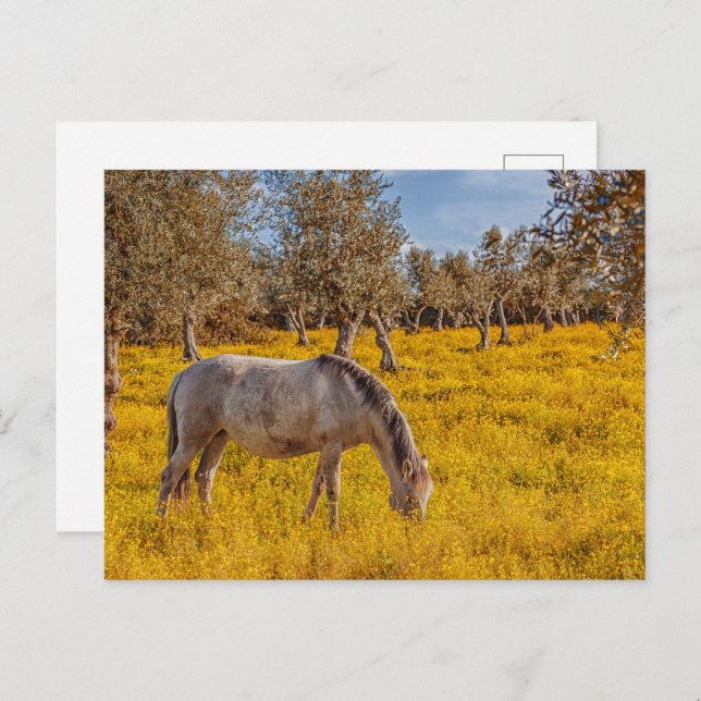 Horse grazing in a yellow flowers meadow postcard (Front/Back)