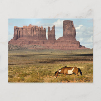 Horse Grazing, Monument Valley, UT Postcard