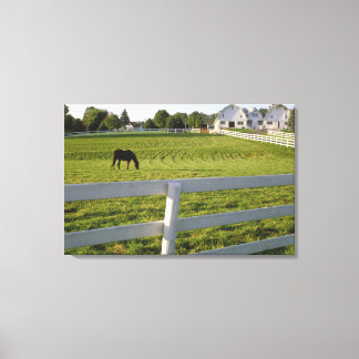Horse grazing on farm canvas print