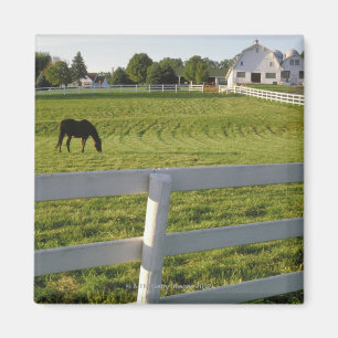 Horse grazing on farm magnet
