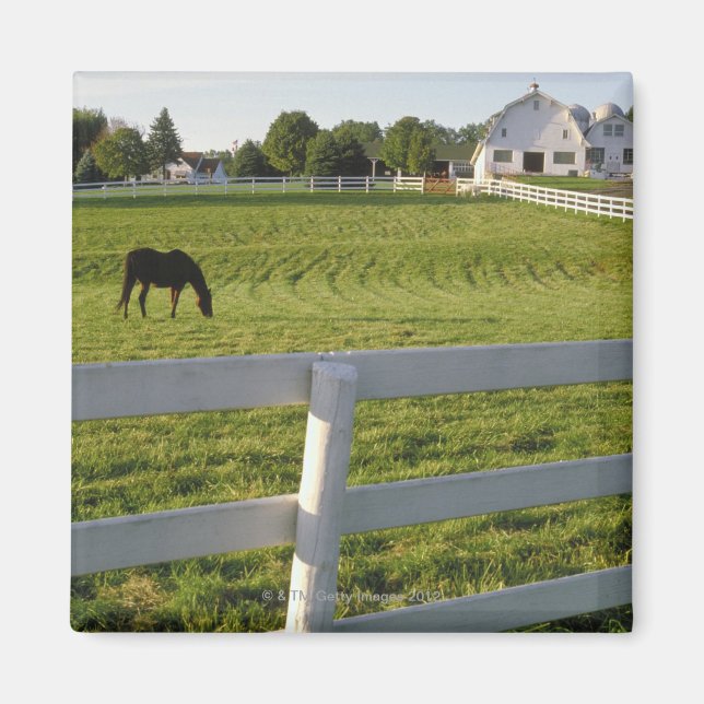 Horse grazing on farm magnet (Front)