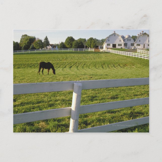 Horse grazing on farm postcard (Front)
