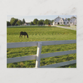 Horse grazing on farm postcard