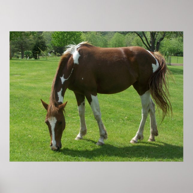 Horse Grazing Poster (Front)