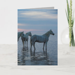 Horse Greeting Card - Camargue Horses Watching