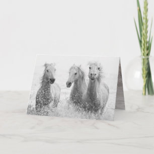Horse Greeting Card - Three White Horses Splashing