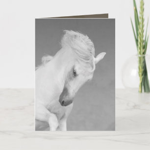 Horse Greeting Card - White Stallion Tosses Head