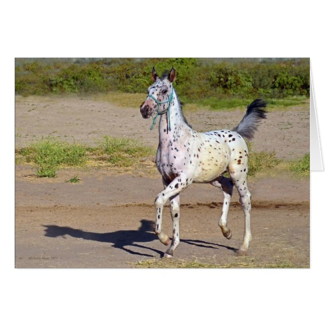 Horse greeting cards (Front Horizontal)