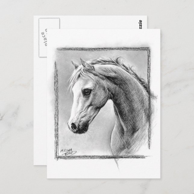 Horse head Charcoal drawing Equine art Postcard (Front/Back)