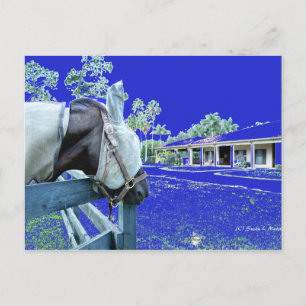 horse head over fence blue coloured postcard