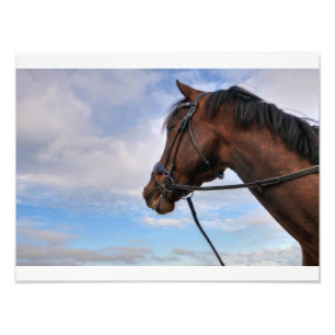 Horse Head Photo Print