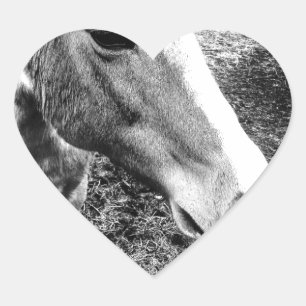 Horse Heart Sticker